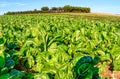 Field with long rows of Swiss chard plants.