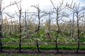 Organic farming in Netherlands, rows of blossoming pear trees on fruit orchards in Zeeland