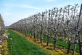 Organic farming in Netherlands, rows of blossoming pear trees on fruit orchards in Zeeland