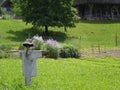 organic farming with scarecrow
