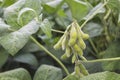 Organic farming soy plantation. Young green soybean crops gro