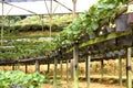 Organic Farming of Strawberries