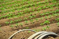 Organic Farming of Sunflowers