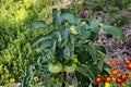 Organic farming with unripe tomatoes in a vegetable garden Royalty Free Stock Photo