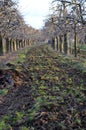 Organic fertilization of an apple orchard Royalty Free Stock Photo
