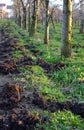 Organic fertilization of an apple orchard Royalty Free Stock Photo