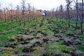 Organic fertilization of an apple orchard Royalty Free Stock Photo