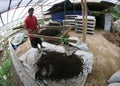 Organic fertilizer