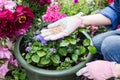 Organic fertilizers in hand of woman, who prepares to fertilize flowers in pots, person cares about flowers in home garden Royalty Free Stock Photo