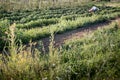 Organic fields agricolture farmer harvesting by hands