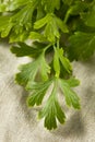 Organic Flat Leaf Italian Parsley