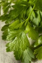 Organic Flat Leaf Italian Parsley