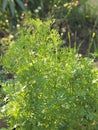 Organic flat parsley