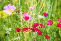 Organic flower meadow, conservation for insects with a natural habitat Royalty Free Stock Photo