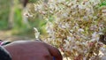 Organic flowers of Drumstick or Moringa closeup. Richest source of iron, phosphorus and magnesium