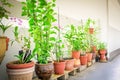 Organic flowers, vegetable and herbs pots over balcony garden of public housing in Singapore Royalty Free Stock Photo