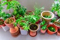 Organic flowers, vegetable and herbs pots over balcony garden of public housing in Singapore Royalty Free Stock Photo