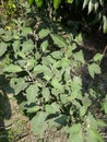 Organic flowring brinjal plant in garden