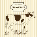 Organic food design packing. Line drawing of cow. Vector illustration. Royalty Free Stock Photo