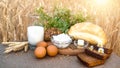 Organic food - milk, bread, eggs, cheese, butter lying on the table, against the background of a wheat field Royalty Free Stock Photo