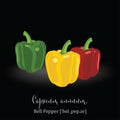 Organic Food Icon. Bell Pepper.