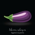 Organic Food Icon. Eggplant.
