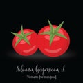 Organic Food Icon. Tomato.