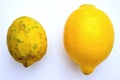 Organic food versus gmo food : lemons