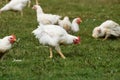 Free Range Chickens Royalty Free Stock Photo