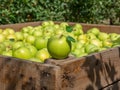 Organic Fresh Apples in a wooden crate in an apple orchard Royalty Free Stock Photo