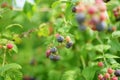 Organic fresh blackberries on a branch and blurred green leaves. Bush with ripening blackberry berries. Many delicious black berry Royalty Free Stock Photo