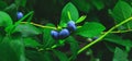 Organic and fresh blueberries on the branch of blueberry field farm. Real blueberries farm in harvest season and bunch of ripe