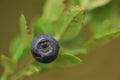 Organic and fresh blueberries