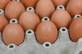 organic fresh brown eggs in cardboard egg tray Royalty Free Stock Photo