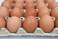 organic fresh brown eggs in cardboard egg tray, Royalty Free Stock Photo