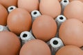 organic fresh brown eggs in cardboard egg tray Royalty Free Stock Photo