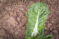 Organic fresh chard mangold in the garden Royalty Free Stock Photo