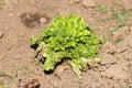 Organic fresh densely layered light green Lettuce or Lactuca sativa plant in local urban home garden surrounded with dry soil Royalty Free Stock Photo
