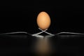 Organic fresh egg standing on two joined fork on black background Royalty Free Stock Photo