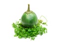 Organic fresh eggplant on the top of a bunch of green coriander on isolated white background Royalty Free Stock Photo