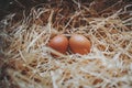 Organic fresh eggs in a straw nest. Easter eggs on wooden straw background Royalty Free Stock Photo