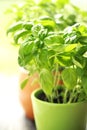 Organic fresh green basil