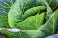 Organic Fresh Green Head of Cabbage in the garden closeup Cultivation of cabbage, harvest concept. Organic vegetables on farm. Big Royalty Free Stock Photo