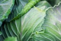 Organic Fresh Green Head of Cabbage in the garden closeup Cultivation of cabbage, harvest concept. Organic vegetables on farm. Big Royalty Free Stock Photo