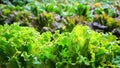 Organic fresh green lettuce close up. Royalty Free Stock Photo