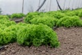 Organic fresh green lettuce growing in greenhouse. Royalty Free Stock Photo