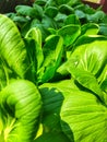 Organic Fresh Green Mustards one of the most popular vegetables in Indonesia