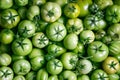 Organic fresh green tomatoes Royalty Free Stock Photo