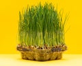 Organic Fresh Green Wheat Grass in sprout tray on bright yellow background. Pet grass, cat grass Royalty Free Stock Photo