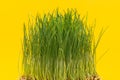 Organic Fresh Green Wheat Grass in sprout tray on bright yellow background. Pet grass, cat grass Royalty Free Stock Photo